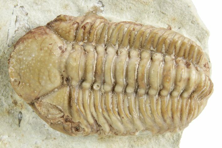 Kainops Trilobite - Black Cat Mountain, Oklahoma #376946